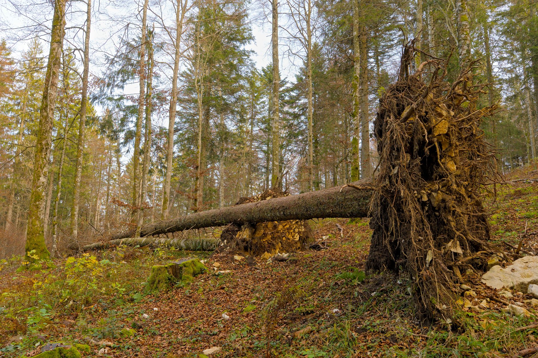Enlèvement arbre urgence équipe à Pessac
